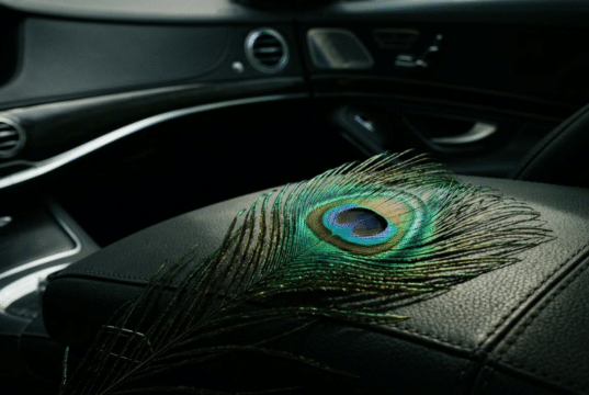 Kodėl prabangus automobilis nesuteiks trokštamos pagarbos: evoliucijos spąstai ir tylioji jėga ant tamsios, matinės prabangaus automobilio prietaisų skydelio odos guli ryški, kontrastinga povo plunksna